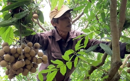 Tuần này, xuất khẩu trái cây Việt sang Mỹ 'thông đường' trở lại