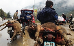 Rét hại làm chết hàng chục trâu bò tại vùng cao Lào Cai