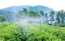 Thái Nguyên chi hàng chục tỉ đồng hỗ trợ sản xuất chè hữu cơ, VietGap