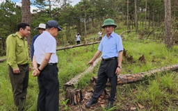 Bộ NN-PTNT ‘thúc’ 4 địa phương khẩn trương công bố hiện trạng rừng