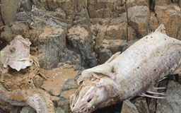 Đã tiêu hủy 839 tấn hải sản không an toàn trong sự cố môi trường Formosa