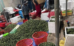 Trung Quốc tăng nhập khẩu cau non, Cục Trồng trọt khuyến cáo ‘không nên trồng’