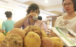 Việt Nam đang phải nhập trên 60% khoai tây để chế biến