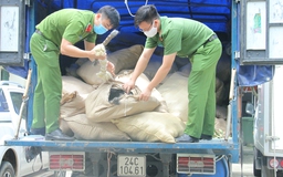 Vận chuyển 6 tấn lông đuôi trâu, bò, bán sang Trung Quốc làm lông mi giả