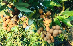 Vùng dịch Covid-19 phía nam có trên 405.000 tấn trái cây cần tiêu thụ trong tháng 9