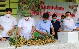 Sau vải thiều Thanh Hà, Hải Dương có nhãn Chí Linh xuất sang châu Âu