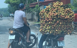 Bắc Giang: Sự thật về 'vải thiều bị ép giá 2.000 đồng/kg' lan trên mạng xã hội