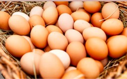 Trứng gà ta và gà công nghiệp, loại nào bổ dưỡng hơn?