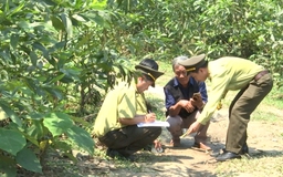 Khoanh vùng khu vực nghi báo hoa mai xuất hiện sau vụ dê nhà chết, mất tích