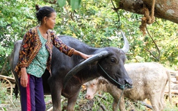 Lạ mắt con trâu có cặp sừng 'chỉ thiên, chỉ địa'