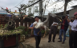Hàng trăm người kéo xem chim bồ nông có gắn chip định vị ở Cửa Việt