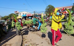 Chợ chuối vùng biên Quảng Trị tấp nập, người bán hô tiền triệu mỗi buồng