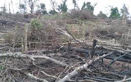 Quảng Trị: Triệu tập 10 người trong vụ phá rừng tự nhiên ở vùng cao Đakrông