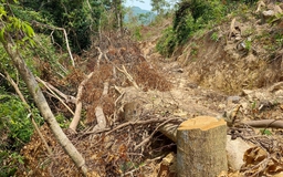 Quảng Trị yêu cầu xử lý triệt để vụ 'chặt rừng trồng, chặt luôn rừng tự nhiên'