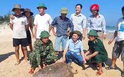 Quảng Trị: Thả cá thể vích nặng 70 kg về biển sau vài giờ mắc lưới ngư dân