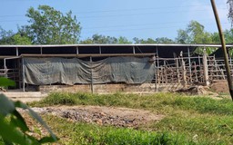 Quảng Trị: doanh nghiệp dừng nhập bò qua biên giới