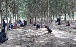 Tây Ninh: Triệt phá sòng tài xỉu giữa rừng cao su