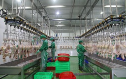 Tây Ninh: Khôi phục sản xuất ở vùng cam, vùng vàng và vùng xanh