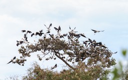 Vắng bóng nhiều năm, hàng ngàn con cò nhạn quý hiếm bay về Lò Gò - Xa Mát