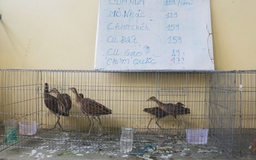 Tây Ninh: Bắt quả tang quán ăn bán chim hoang dã làm mồi nhậu