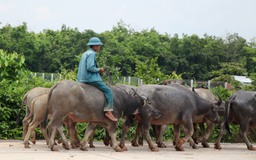 Tây Ninh: Ngăn chặn tình trạng buôn bán, vận chuyển trái phép trâu, bò qua biên giới