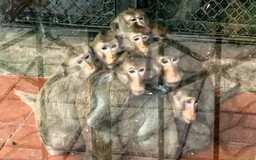 Xôn xao hình ảnh đàn khỉ co ro vì trời lạnh, vườn thú Hà Nội nói gì?