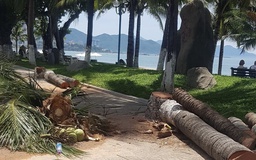 Chặt bỏ hàng dừa 'cổ thụ' dọc đường Trần Phú, chính quyền Nha Trang nói gì?