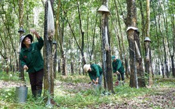 Cùng giúp đồng bào ấm no: Kinh tế xanh ở Kon Tum