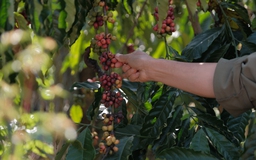 Chất lượng ly cà phê Việt và nỗ lực của doanh nghiệp