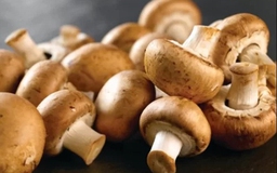 Công dụng hỗ trợ phòng ngừa bệnh của rong nâu, nấm Agaricus