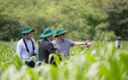 Chuyên gia nông nghiệp quốc tế đến Việt Nam học cách kiểm soát sâu keo mùa thu