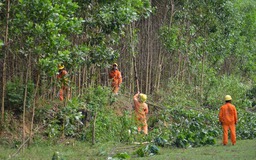 Giải tỏa hành lang lưới điện trung áp khu vực Sơn Hà