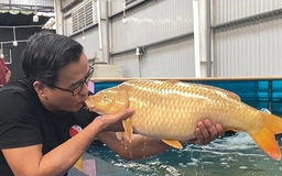 Vua cá koi người Việt sở hữu siêu thị cá koi lớn top trên thế giới