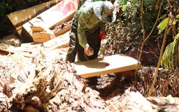 Đắk Lắk: Hàng chục cây gỗ pơ mu quý hiếm bị khai thác trái phép