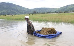 Người dân dùng thuyền, thau chậu cứu lúa ngập trong biển nước trên cao nguyên