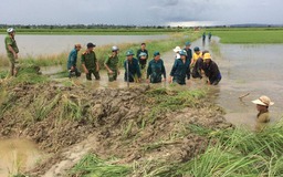 Đắk Lắk: Huy động sức người hộ đê, 'chạy đua' với lũ cứu 1.500 ha lúa