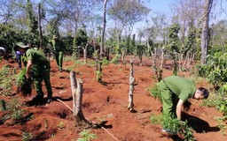 Đắk Lắk: Tạm giữ hình sự hai anh em trồng hàng ngàn cây cần sa