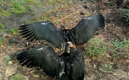 Đắk Lắk: Thả về tự nhiên hai cá thể chim già đẫy Java quý hiếm