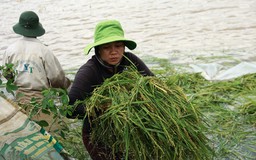 Đắk Lắk: Nước tràn đê bao, nguy cơ mất trắng hơn 1.000 ha lúa