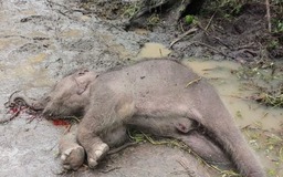 Phát hiện voi rừng khoảng 15 tháng tuổi chết trong Vườn quốc gia Yok Đôn