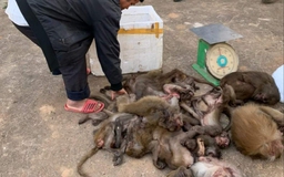 Đắk Lắk: Cảnh sát giao thông phát hiện vụ chở 16 xác khỉ