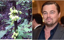 Tên của tài tử Leonardo DiCaprio được đặt cho cây!