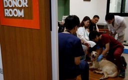 Đài Loan cấm ăn thịt chó, mèo