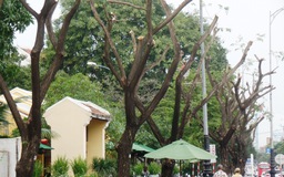 Cây xanh tại Đà Nẵng bị cưa cụt ngọn, trơ thân để… chống bão