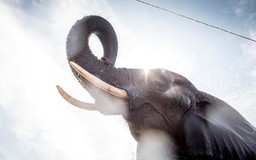 Gien 'zombie' tìm thấy ở voi mở ra hướng mới chữa ung thư ở người