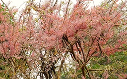 Nhớ mùa ô môi chín
