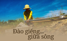 Khô hạn đỉnh điểm ở Quảng Nam: Đào giếng... giữa sông