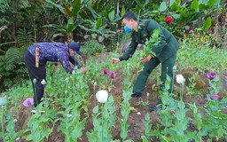 Liên tiếp phát hiện các vụ trồng cây thuốc phiện trái phép tại Điện Biên