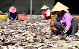 1.000 tấn mực khô ‘ế’ vì Trung Quốc ngừng thu mua tiểu ngạch