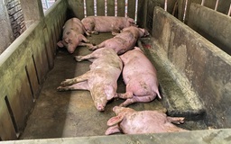 Phú Yên: Lợn chết hàng loạt sau khi tiêm vắc xin phòng dịch tả lợn châu Phi